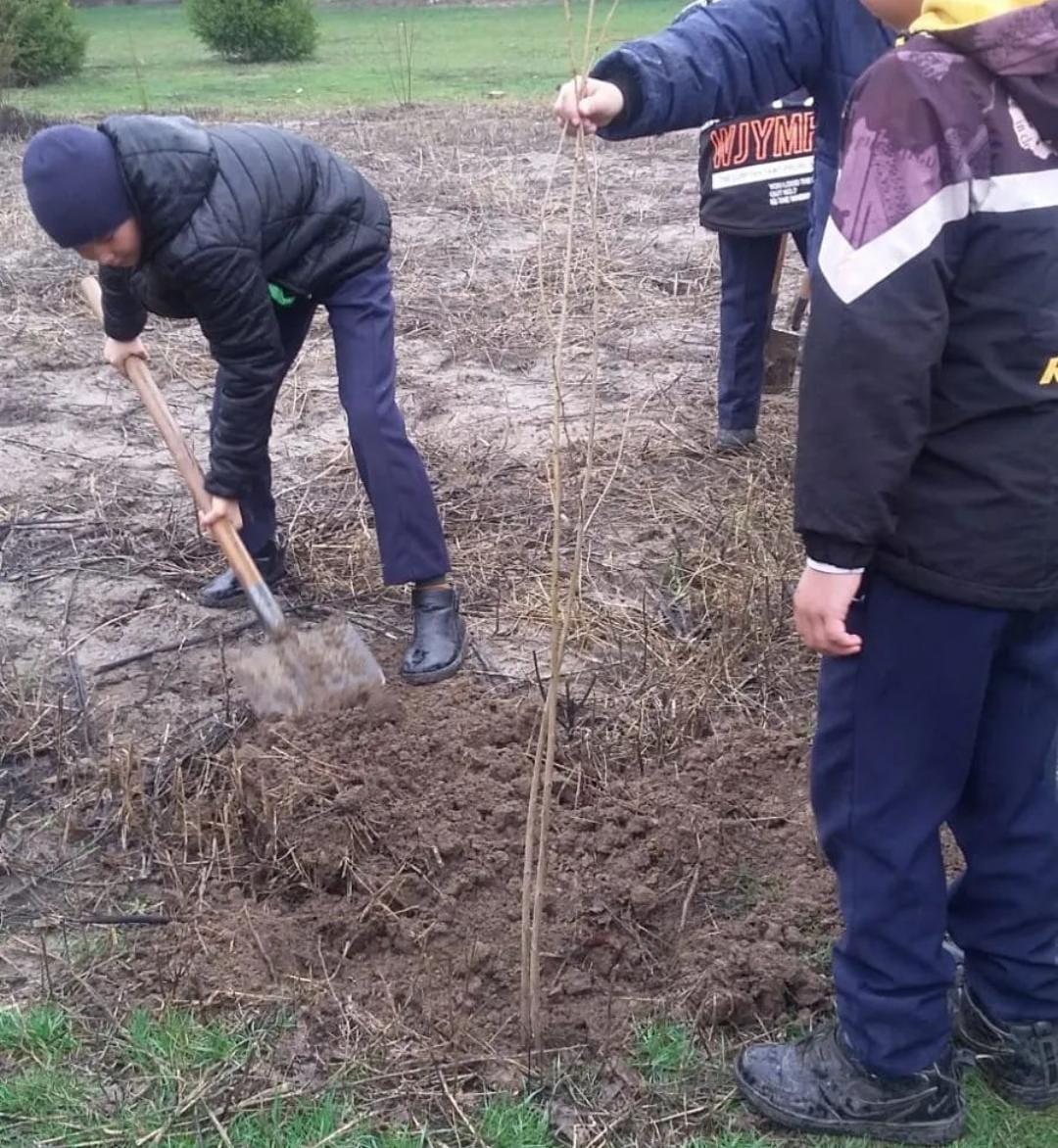 "Әр сыныптан бір ағаш" акциясы